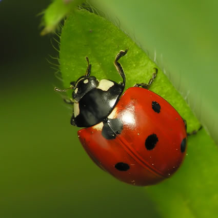 sistema agroalimentare, agricoltura sostenibile, agricoltura di transizione, transizione in agricoltura, agricoltura biologica, agricoltura e picco del petrolio